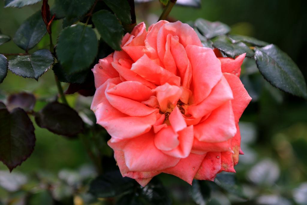 Lovely Tuscan * Sienne